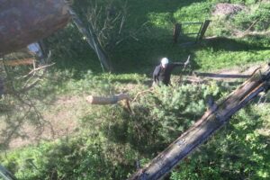 Арбористика — спилить дерево